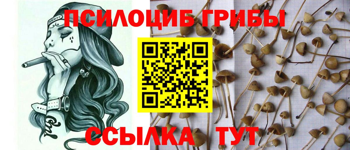 Галлюциногенные грибы Cubensis Карачаевск